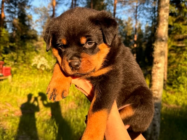 Rottweiler