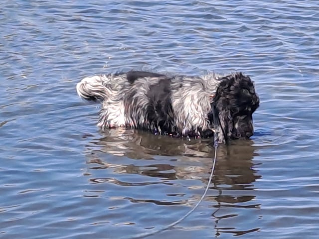Cocker spaniel · Färjestaden · Kari K.