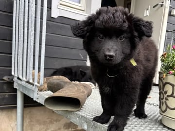 Svensk lapphund · Karasjok · Marthe Grønnli