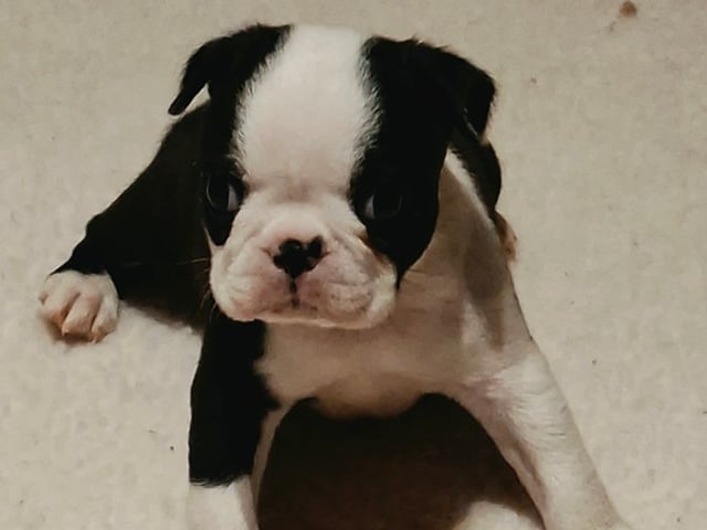 Boston Terrier valper selges 🥰