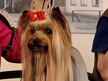 Mount Yorkie