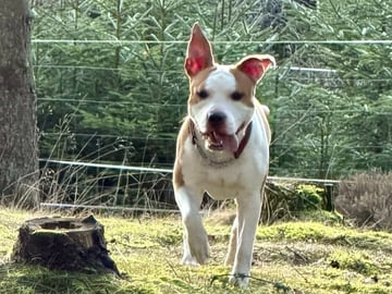 American Staffordshire Terrier · Perstorp · Annicanina's