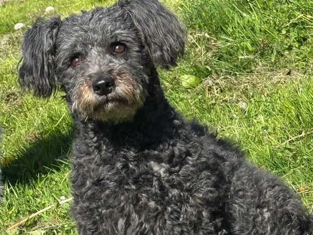 Pumi
