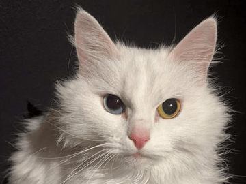 Ragdoll · Sollentuna · Zaid G.