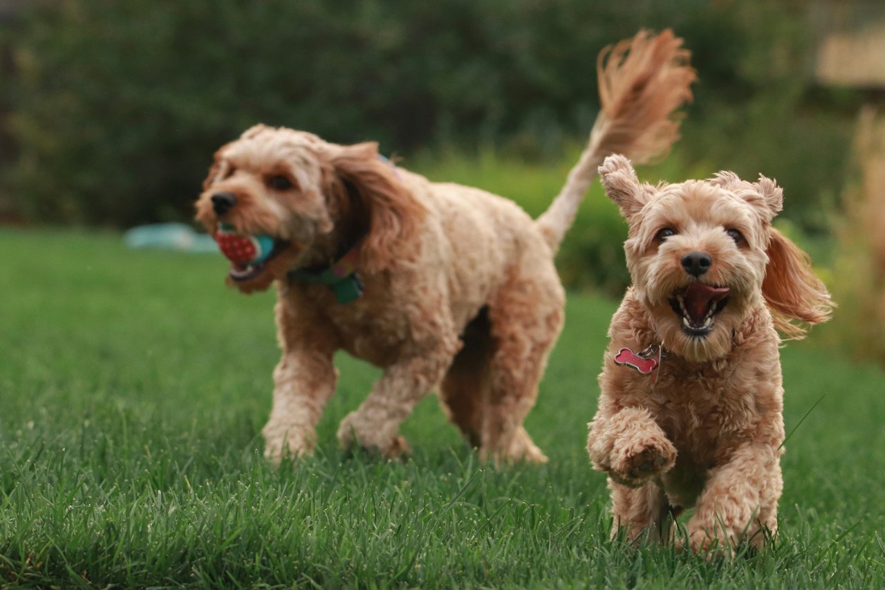 10 Signs Your Dog Is Understimulated