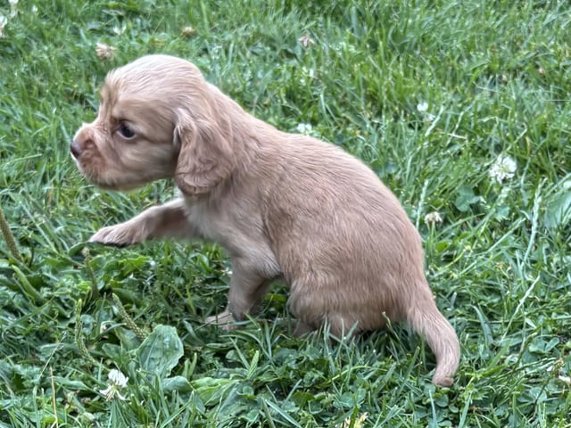 Cocker spaniel