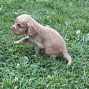 Cocker spaniel