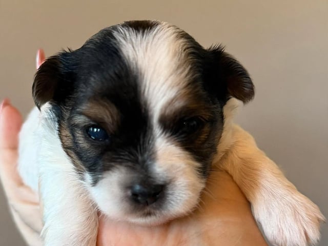 Biewer terrier