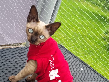 Devon Rex · Hell · No*Onyx Blue Diamond