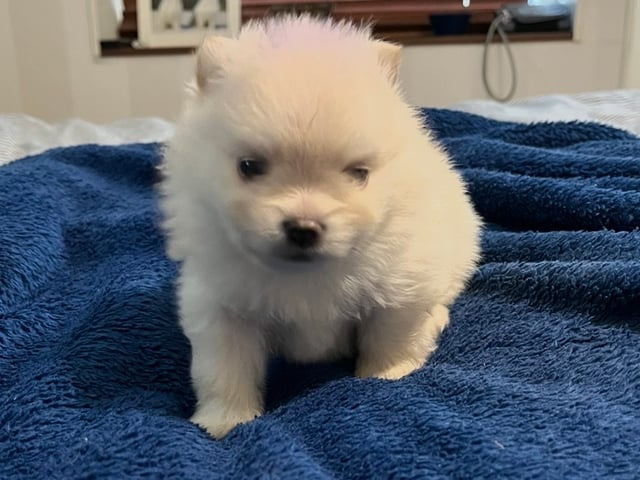 Puppy: Baltazar