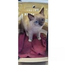 Ragdoll
