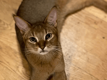 Chausie · Järfälla · Elia Y.