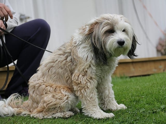 Tibetansk terrier