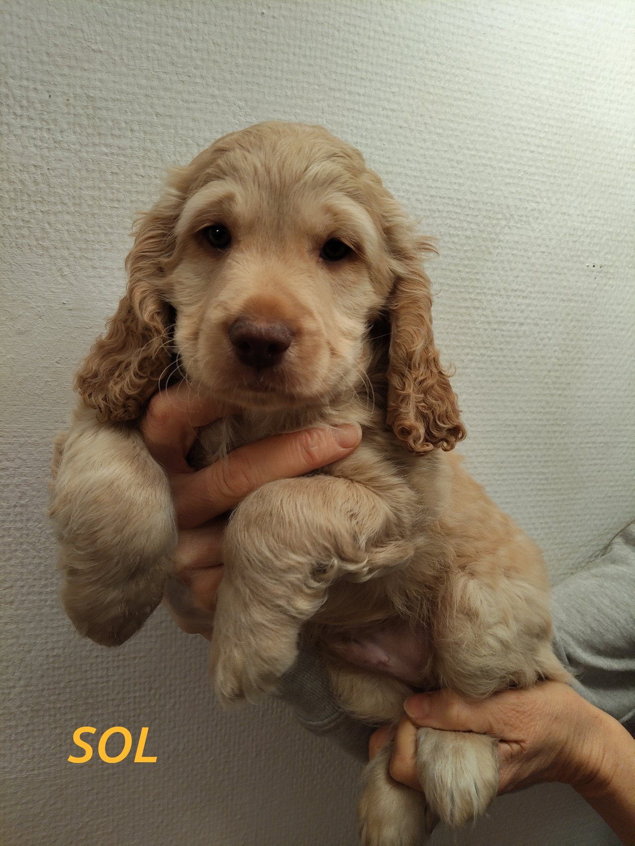 Babsan hund och kattklipp , babsans cockerpoo