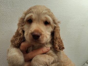 Babsan hund och kattklipp , babsans cockerpoo