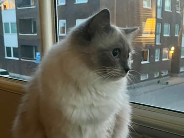 Ragdoll · Växjö · Stella W.