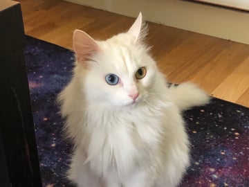 Ragdoll · Sollentuna · Zaid G.