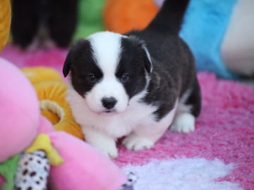 Welsh corgi cardigan · Stavsjø · Henriette Vangen Østvang