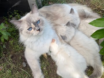 Ragdoll · Vallentuna · Anderwels