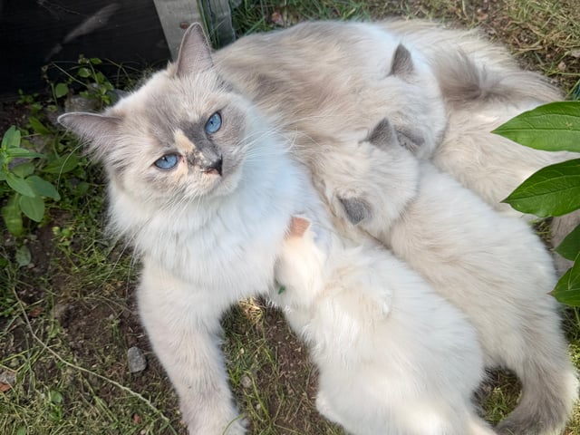 Ragdoll · Vallentuna · Anderwels