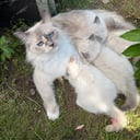 Ragdoll