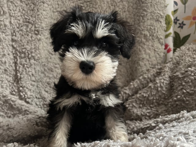 Dværgschnauzer