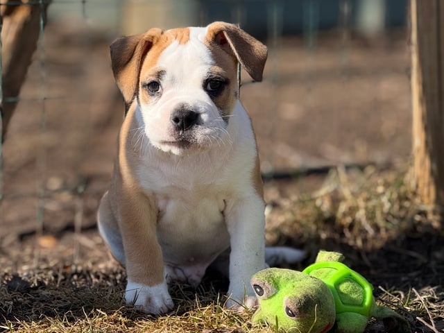 Continental Bulldog