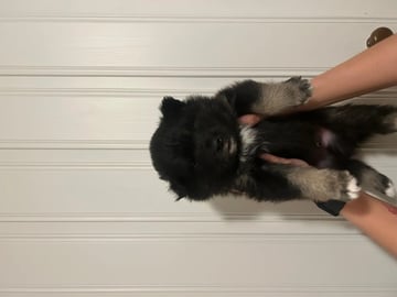 Finnish Lapphund · Tynset · Josefine Rotvik Vold