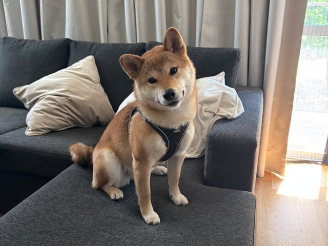 Shiba