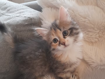 SnowKitten