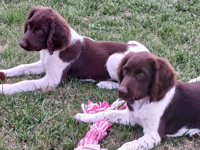 Puppy: Hane 2