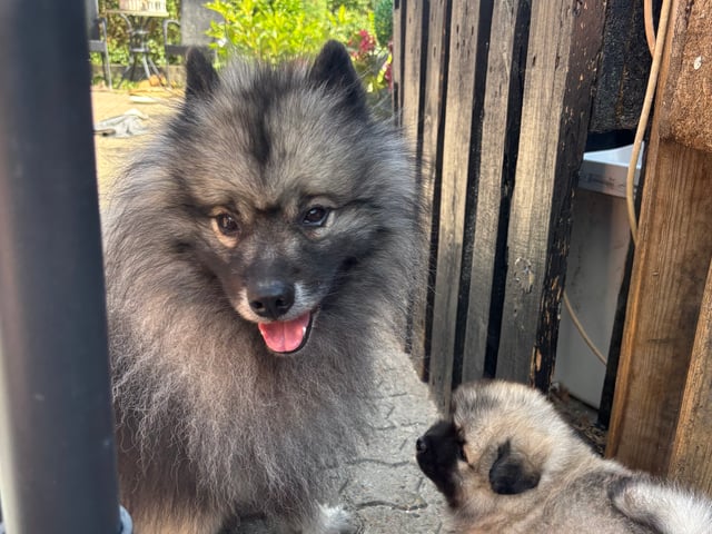 Keeshond