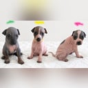 American Hairless Terrier