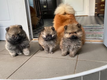 Pomeranian · Enskede · China Garden