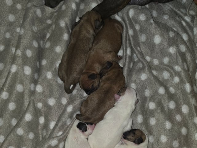 Fransk bulldog