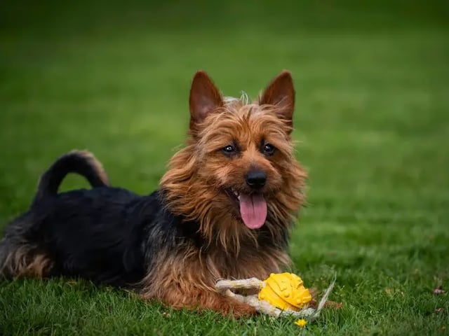 Australsk terrier
