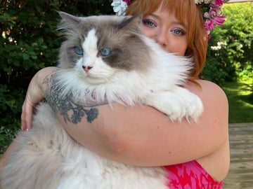 SE*Havannas Ragdoll