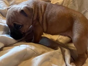 Blandras: American staffordshire terrier, Cane corso, American bully · Enköping · Isabella J.
