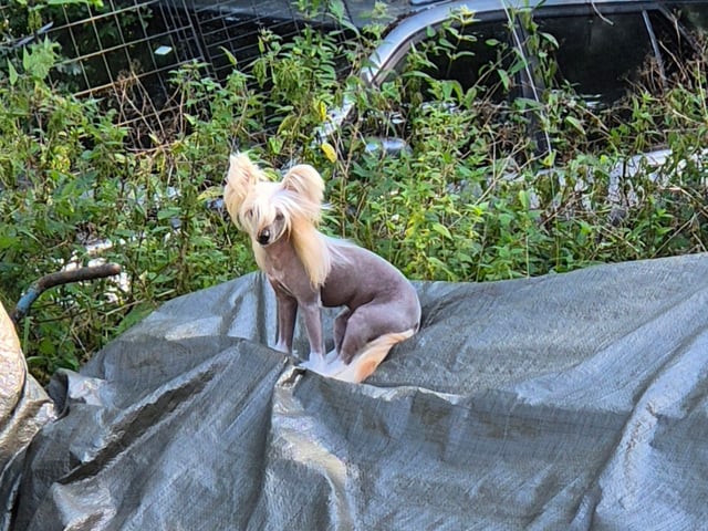 Chinese crested dog