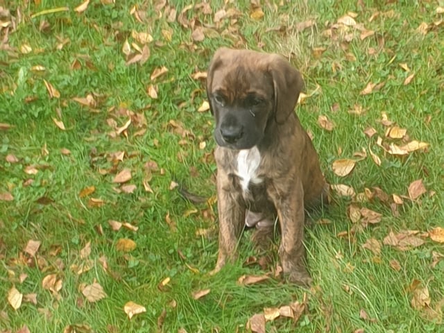 Puppy: Tik 1