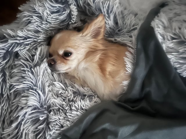 Chihuahua