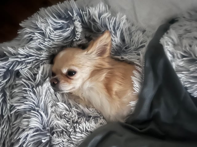 Chihuahua