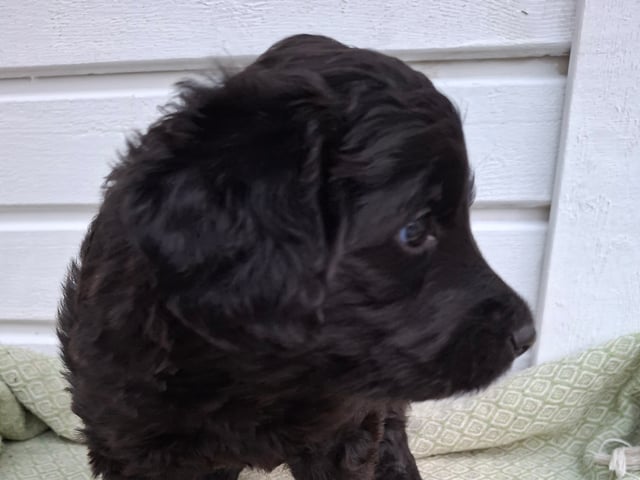 Labradoodle