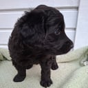 Labradoodle