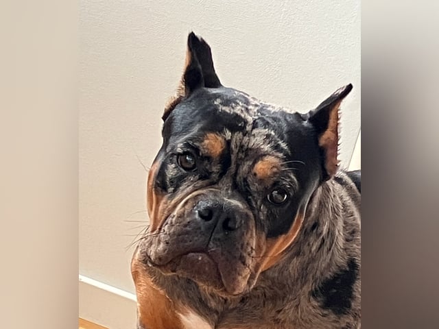 American Bully · Perstorp · Angela V.