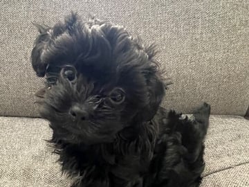 Yorkiepoo valpar toypudel yorkshireterrier · Näsviken · Lustbacka
