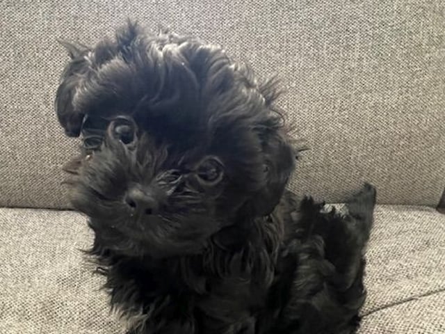 Yorkiepoo valpar toypudel yorkshireterrier · Näsviken · Lustbacka