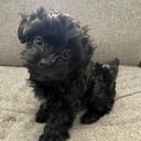 Yorkiepoo valpar toypudel yorkshireterrier