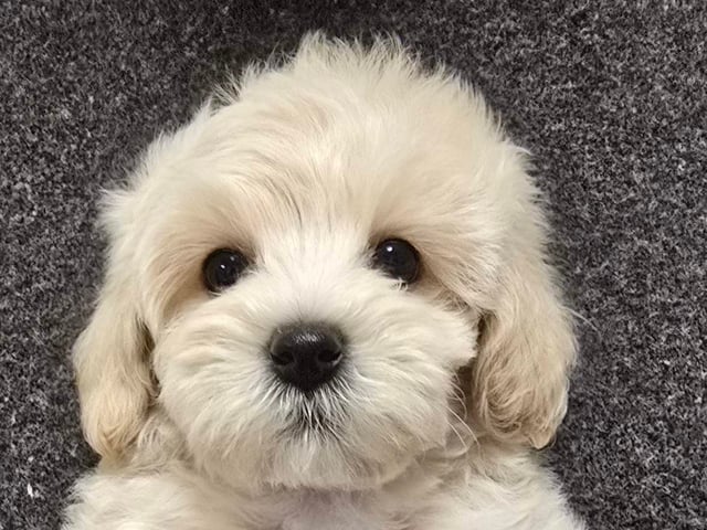 Maltipoo