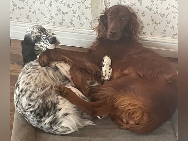 Engelsk setter
